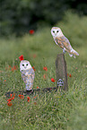 barn owls