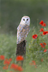 barn owl