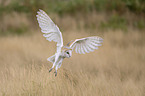 barn owl