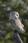 barn owl