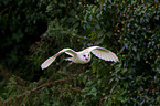 barn owl