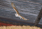 barn owl