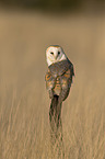barn owl