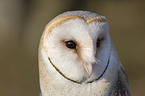 portrait of a barn owl