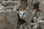barn owl