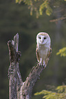 barn owl sits on a branch