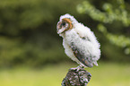 barn owl