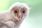 Common Barn Owl portrait