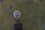 sitting Common Barn Owl