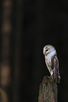 sitting Common Barn Owl