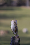 sitting Common Barn Owl