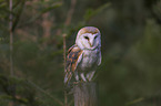 sitting Common Barn Owl