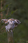 sitting Common Barn Owl