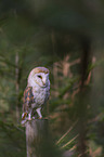 sitting Common Barn Owl