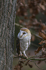sitting Common Barn Owl