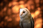barn owl