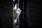 barn owl