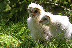 barn owl chick