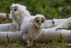 barn owl chick