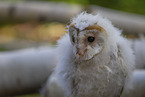 barn owl chick