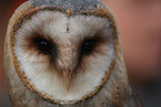barn owl