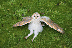 barn owl