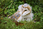 barn owl