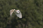 barn owl