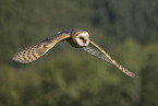 barn owl