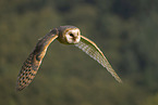 barn owl