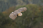 barn owl