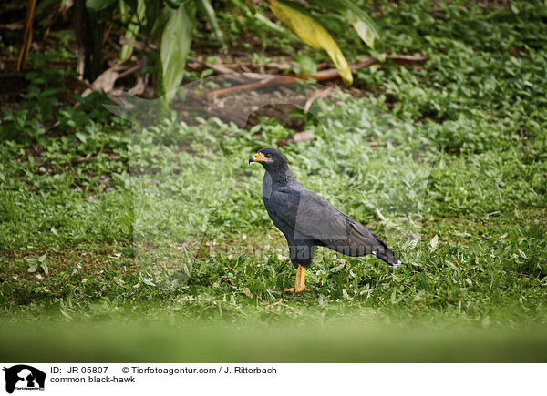 common black-hawk / JR-05807