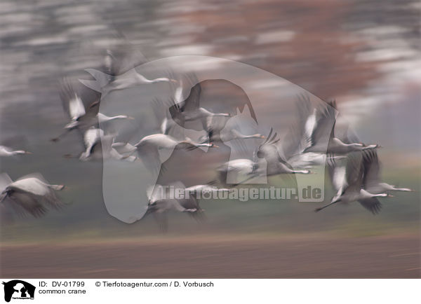 common crane / DV-01799