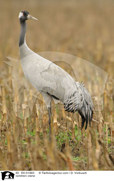 common crane / DV-01883