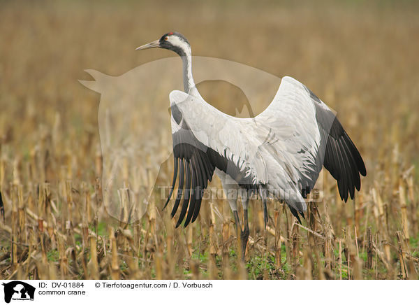 common crane / DV-01884
