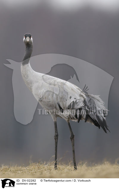 Grauer Kranich / common crane / DV-02282
