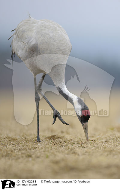 Grauer Kranich / common crane / DV-02283