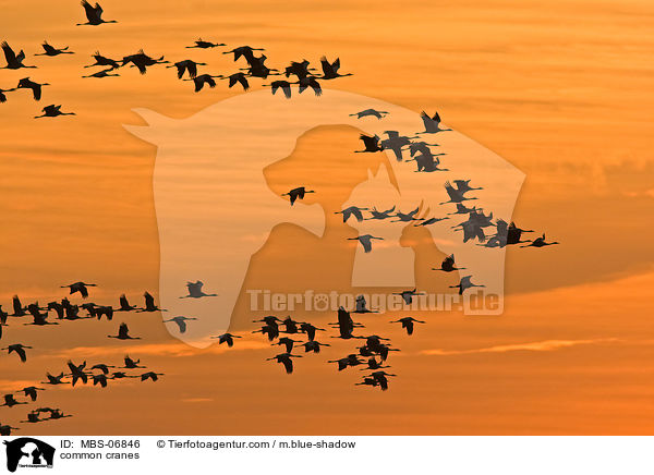 Graue Kraniche / common cranes / MBS-06846