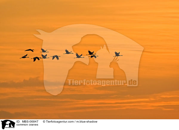 Graue Kraniche / common cranes / MBS-06847