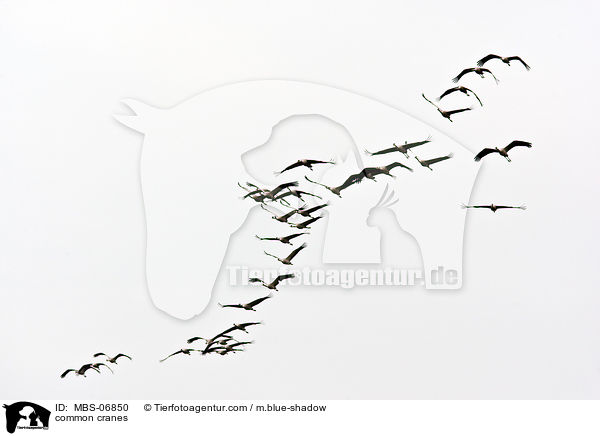 Graue Kraniche / common cranes / MBS-06850