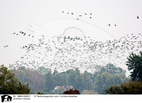 Graue Kraniche / common cranes / MBS-06851