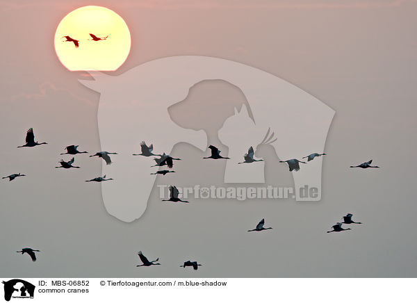 Graue Kraniche / common cranes / MBS-06852