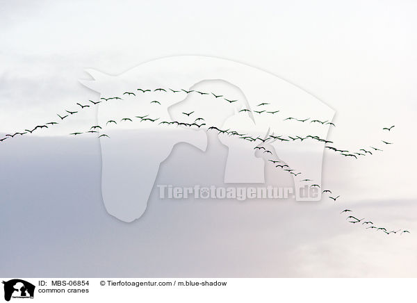 Graue Kraniche / common cranes / MBS-06854