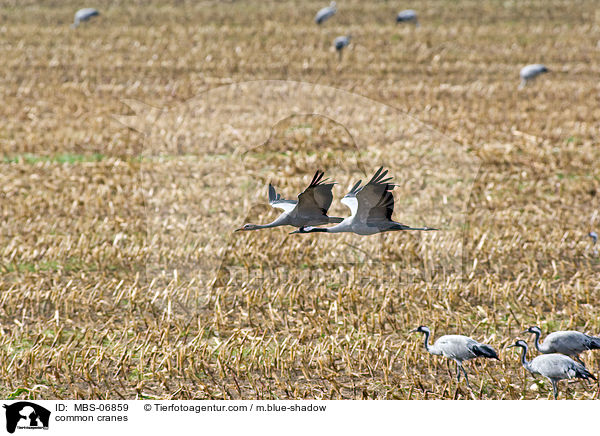 common cranes / MBS-06859