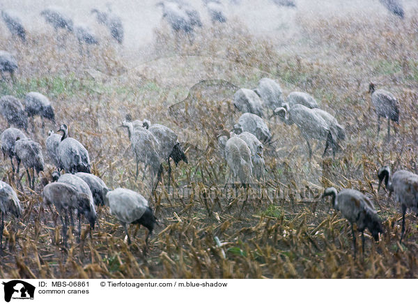 common cranes / MBS-06861
