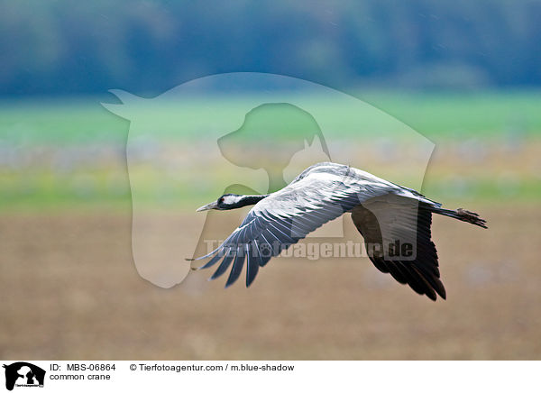 Grauer Kranich / common crane / MBS-06864