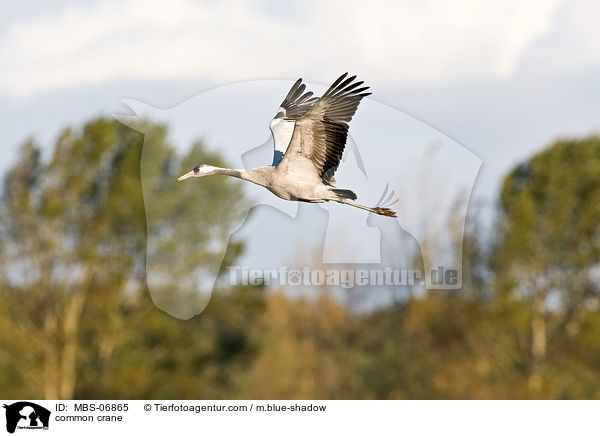 Grauer Kranich / common crane / MBS-06865