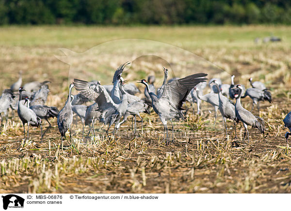 Graue Kraniche / common cranes / MBS-06876
