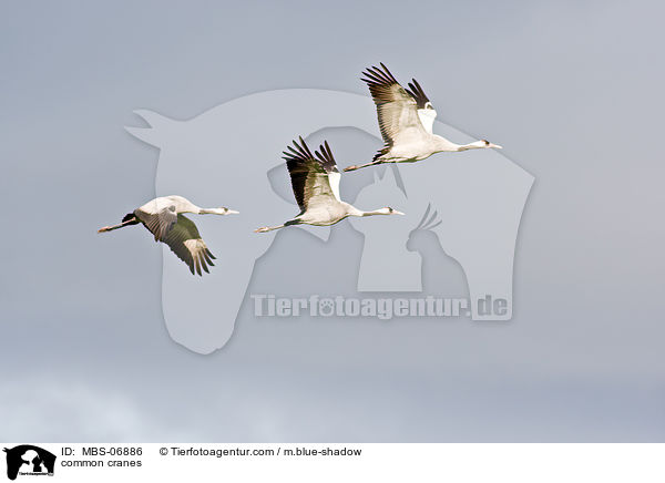 Graue Kraniche / common cranes / MBS-06886