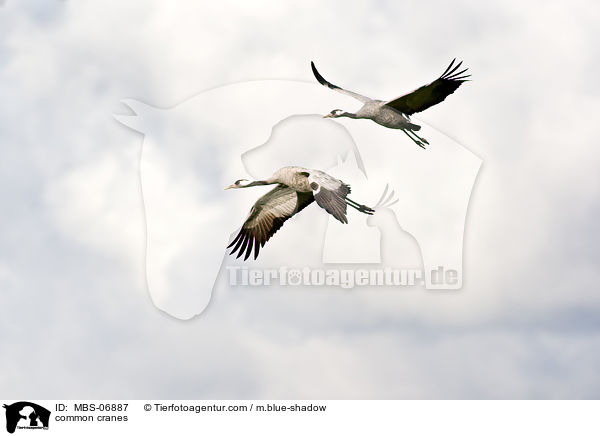 Graue Kraniche / common cranes / MBS-06887